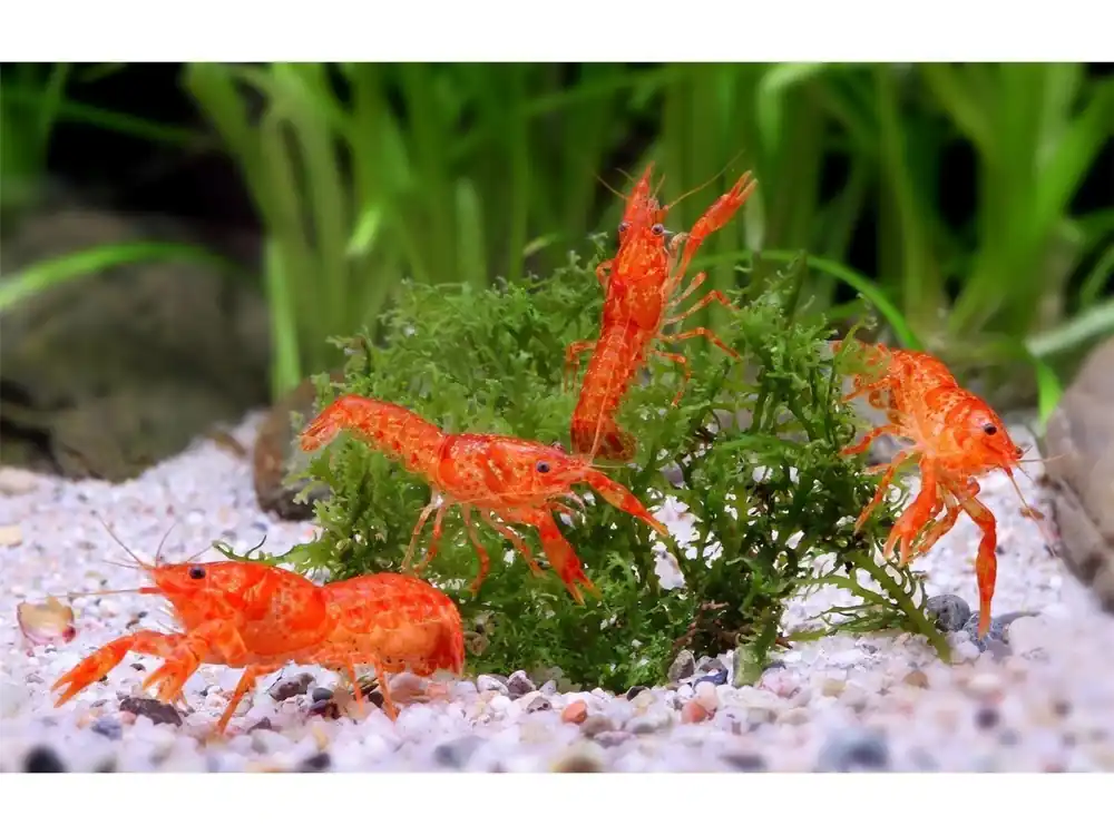 Schnäppchen 10x Écrevisses naines orange CPO mâles - Cambarellus Patzcuarensis