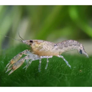 10x gamberi nani blu maschi - Cambarellus Diminutus Markenprodukt