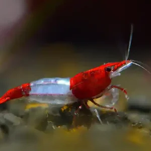 Red Rili Shrimp - Neocaridina davidi Knallerangebot
