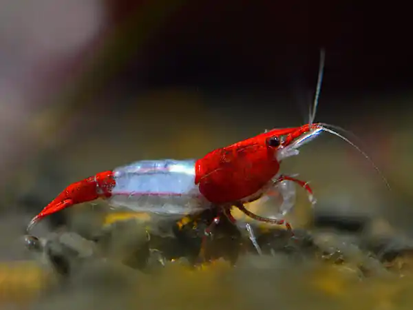 Red Rili Shrimp - Neocaridina davidi Knallerangebot