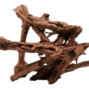 Mangrovia 40-60 cm Sonderaktion