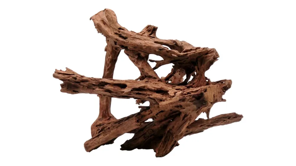 Mangrovia 40-60 cm Sonderaktion