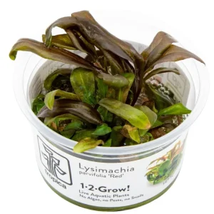 Sichere Zahlung Lysimachia parvifolia ‘Red’