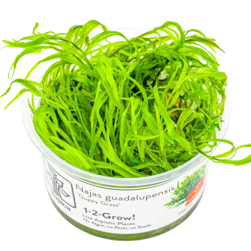 Najas guadalupensis 'Guppy Grass' Neu Im Sortiment