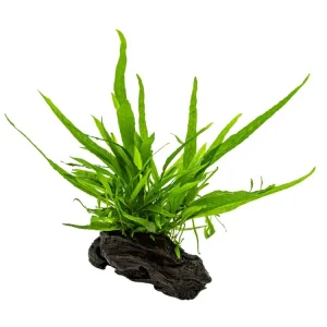 Must-Have Microsorum pteropus nano wood