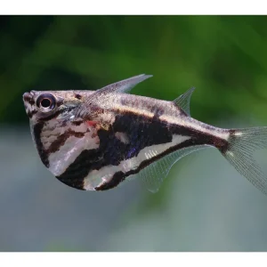 Wochenendangebot Carnegiella strigata - Pancia a cappello di marmo