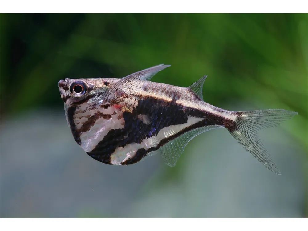 Wochenendangebot Carnegiella strigata - Pancia a cappello di marmo