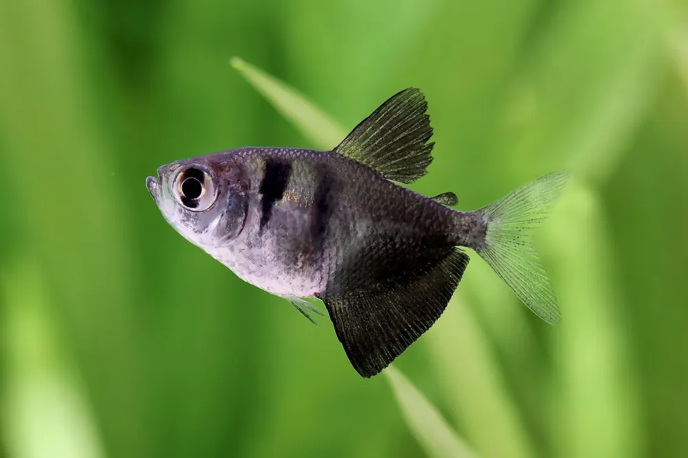 Beliebt Tetra dal mantello luttuoso - Gymnocorymbus ternetzi