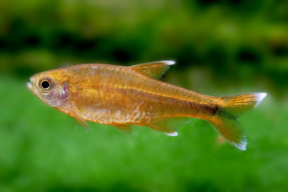 Versand Am Gleichen Tag Tetra di rame - Hasemania nana