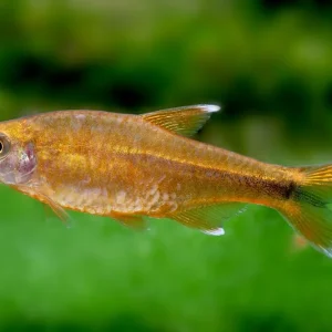 Direkt Vom Hersteller Tetra de cobre - Hasemania nana