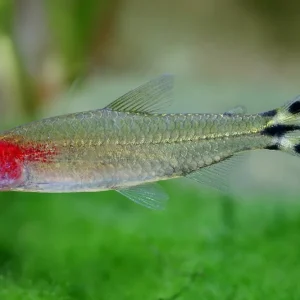 Jetzt Bestellen Tetra dalla testa rossa - Hemigrammus bleheri