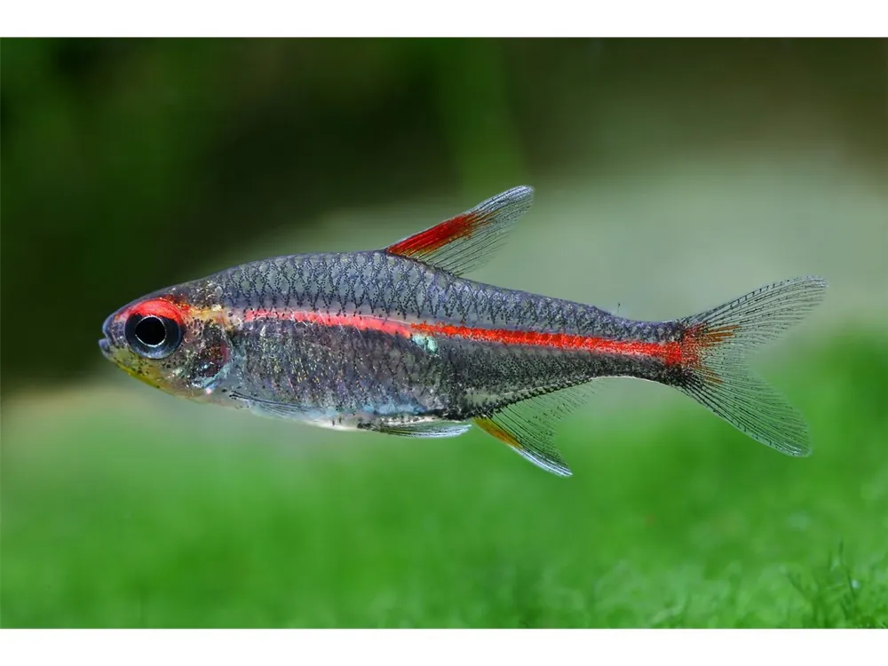 Nur Für Kurze Zeit Hemigrammes incandescents - Hemigrammus erythrozonus