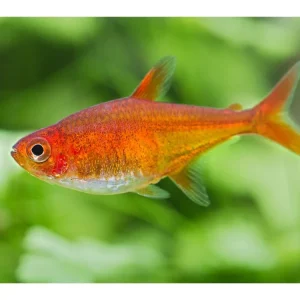 Schnäppchen Tétra de feu - Hyphessobrycon amandae