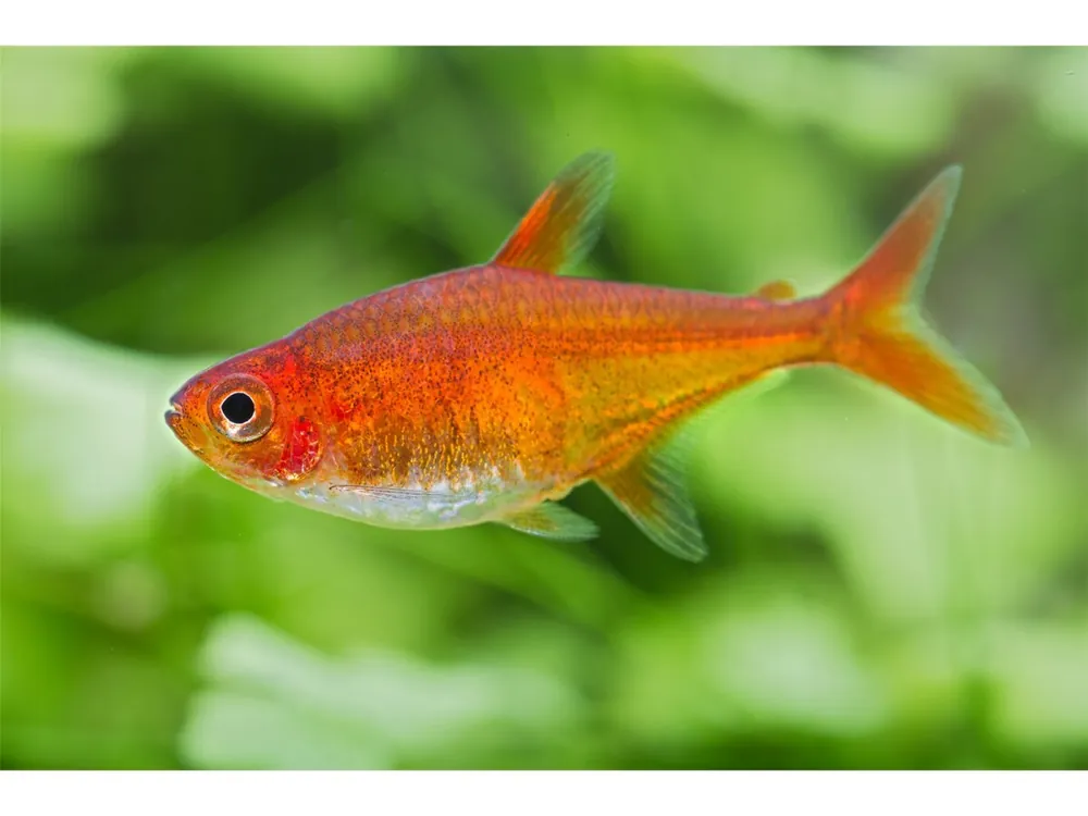 Heißes Angebot Tetra di fuoco - Hyphessobrycon amandae