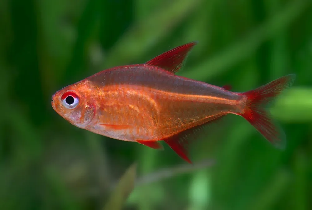 Mzuel Mato Grosso tetra cereza roja - Hyphessobrycon sp. Kracherpreis