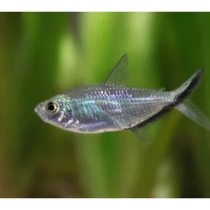 Characín negro - Moenkhausia costae Ausverkauf