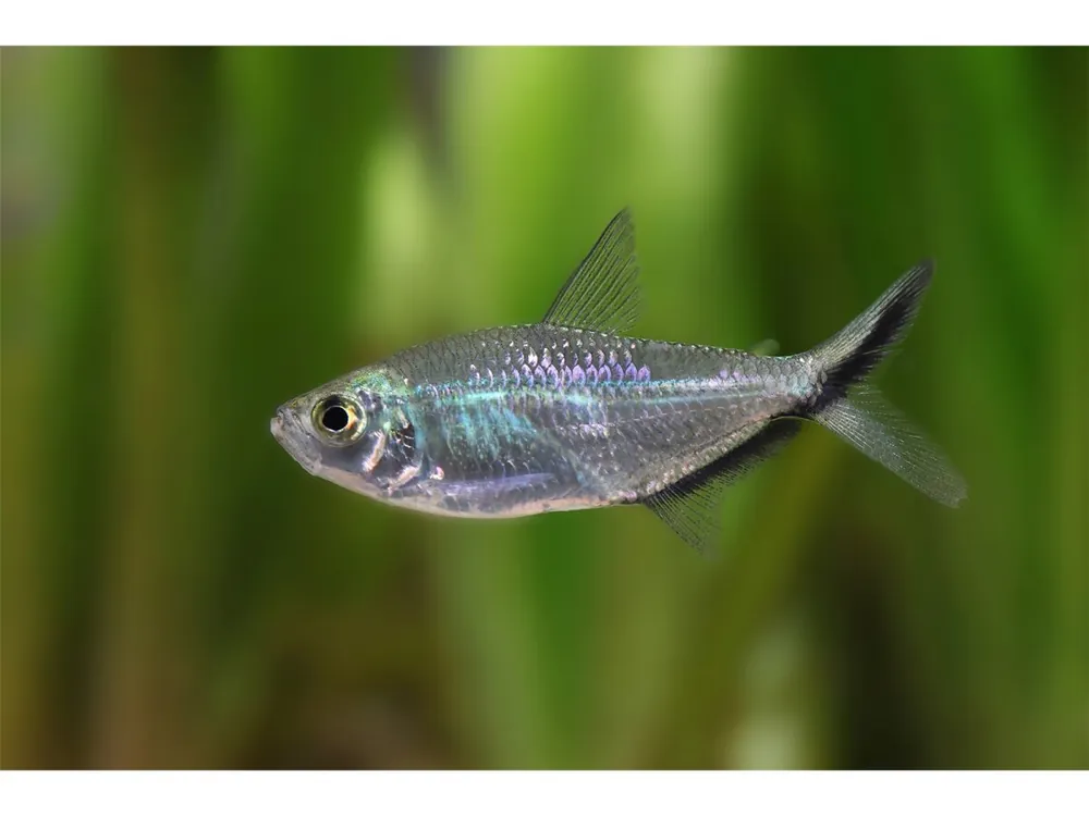 Characín negro - Moenkhausia costae Ausverkauf