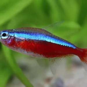 Wochenendangebot Red neon med - Paracheirodon axelrodi