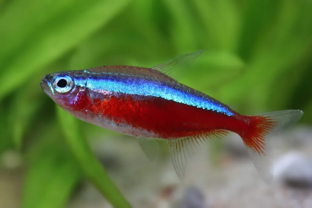 Wochenendangebot Red neon med - Paracheirodon axelrodi