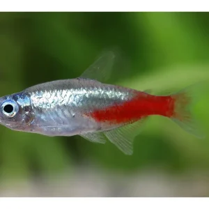 Heißes Angebot Neon Diamond - Paracheirodon innesi
