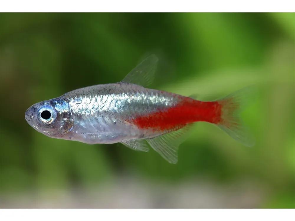 Sichere Zahlung Diamante neon - Paracheirodon innesi