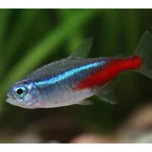 Tetra neón - Paracheirodon innesi Echt