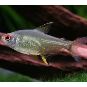 Meistverkauft Tetra limone - Hyphessobrycon pulchripinnis