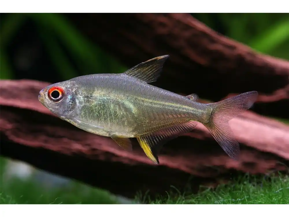 Meistverkauft Tetra limone - Hyphessobrycon pulchripinnis