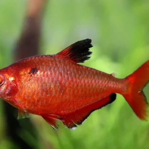 Tetra sanguigno - Hyphessobrycon eques Meistverkauft