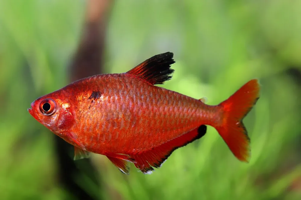 Tetra sanguigno - Hyphessobrycon eques Meistverkauft