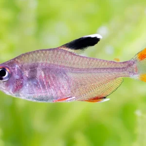 Markenware Schmucksalmler - Hyphessobrycon bentosi