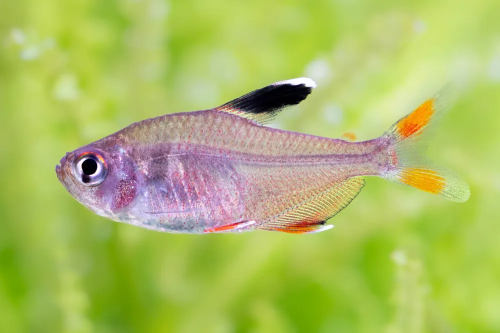 Markenware Schmucksalmler - Hyphessobrycon bentosi