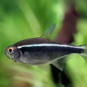 Zertifiziert Black neon - Hyphessobrycon herbertaxelrodi