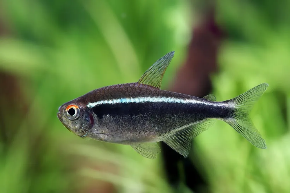 Zertifiziert Black neon - Hyphessobrycon herbertaxelrodi