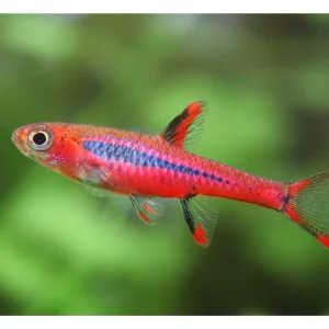 Boraras nain moustique - Boraras brigittae Highlight
