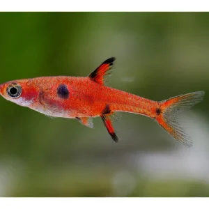 Dwarf Zwergrasbora - Boraras maculata Jetzt Bestellen