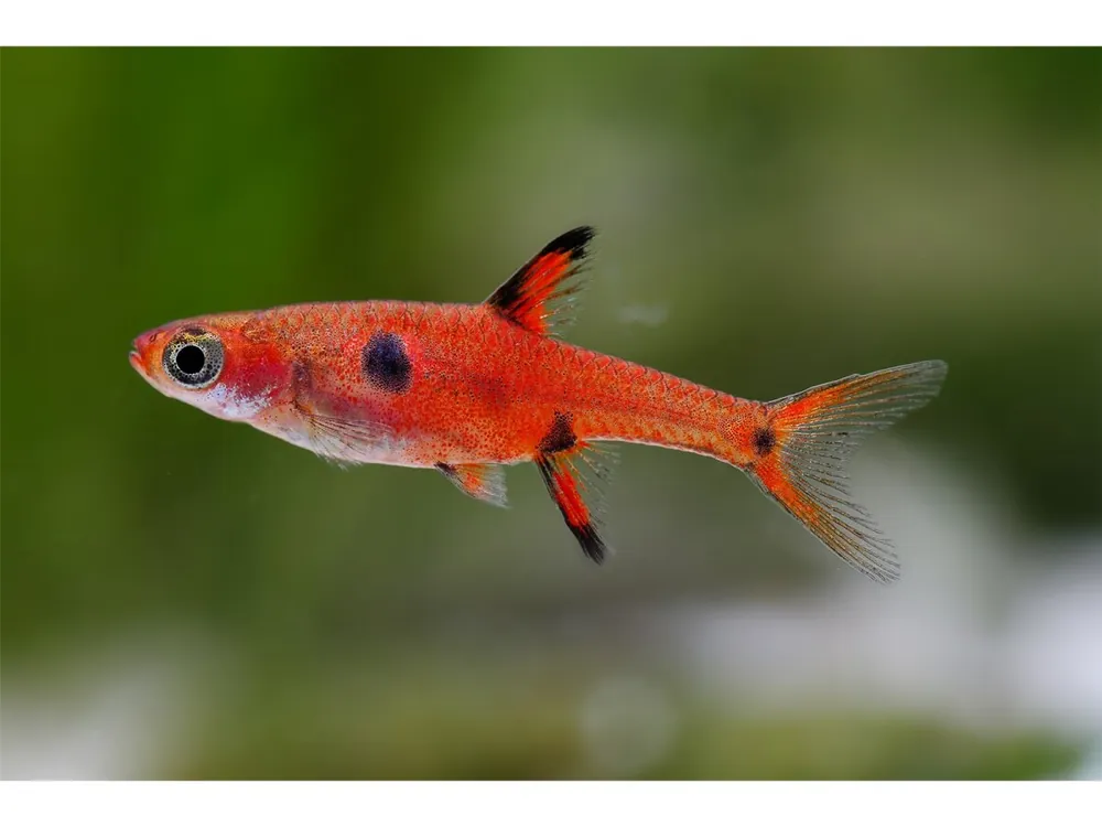 Dwarf Zwergrasbora - Boraras maculata Jetzt Bestellen