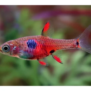Rasbora nana di Petch Noi - Boraras naevus Top-Seller
