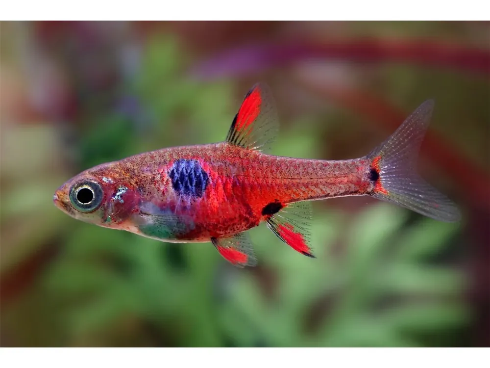 Rasbora nana di Petch Noi - Boraras naevus Top-Seller