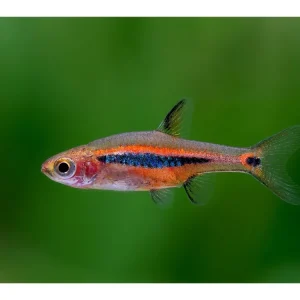 Rasbora nana a banda lunga - Boraras urophthalmmoides Bestseller