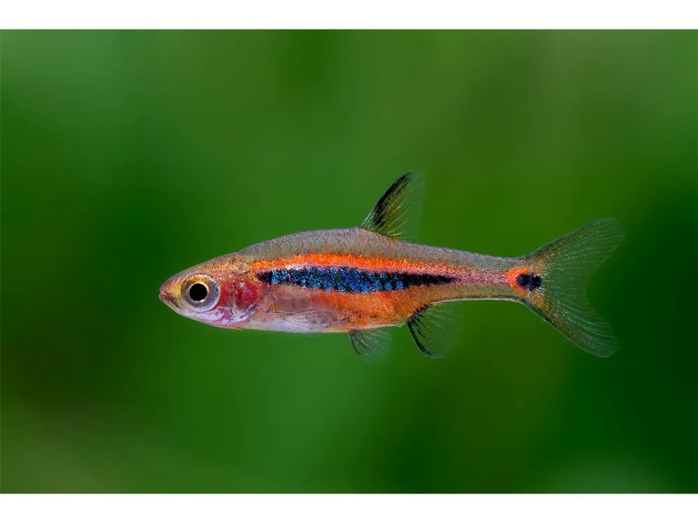 Rasbora nana a banda lunga - Boraras urophthalmmoides Bestseller