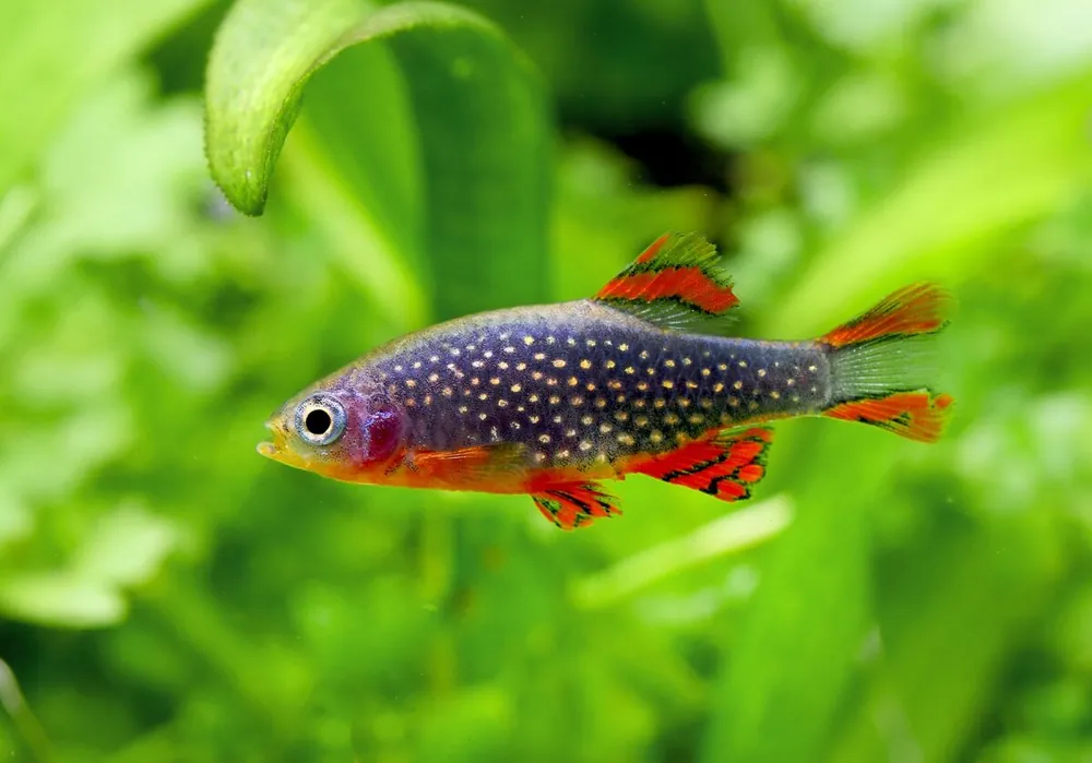 Perlhuhnbärbling Galaxy - Celestichthys margaritatus Preis Gesenkt