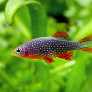 Faraona Galaxy - Celestichthys margaritatus Nur Heute