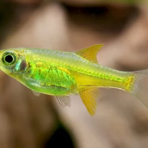 Wochenendangebot Emerald Dwarf Grassbora - Microdevario kubotai