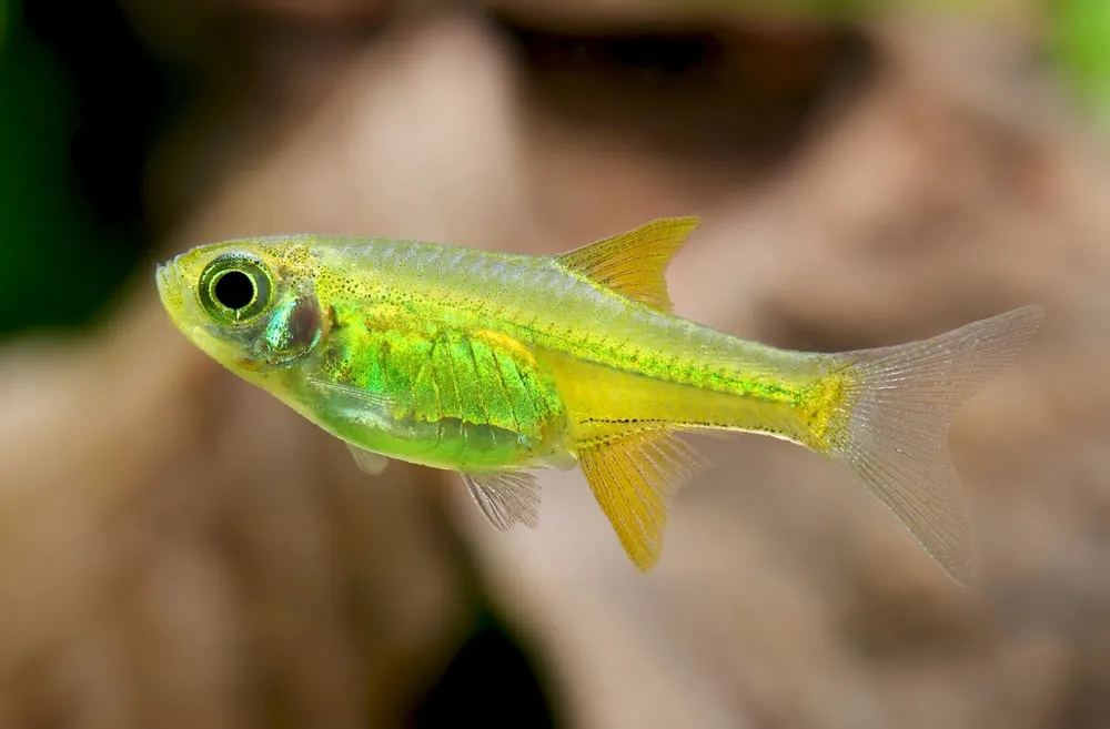 Wochenendangebot Emerald Dwarf Grassbora - Microdevario kubotai