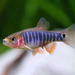 Zertifiziert Danio nano a strisce trasversali - Microrasbora erythromicron