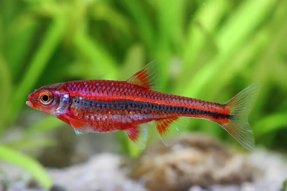 Rondine arcobaleno - Notropis chrosomus Ausverkauf