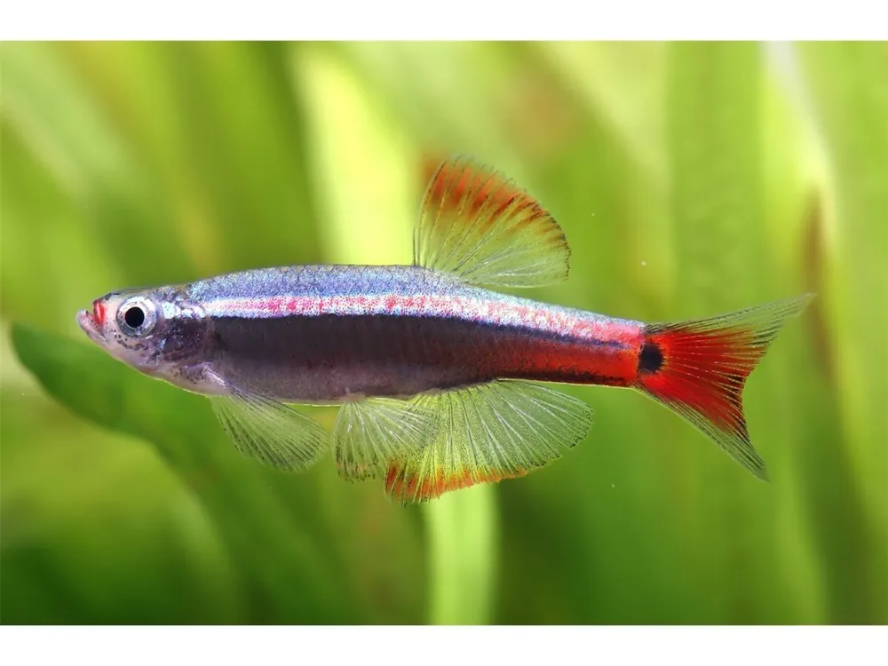 Top-Seller Poisson-cardinal - Tanichthys albonubes