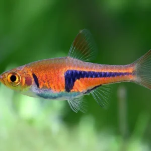 Red wedge spotted barb - Trigonostigma espei Jetzt Bestellen