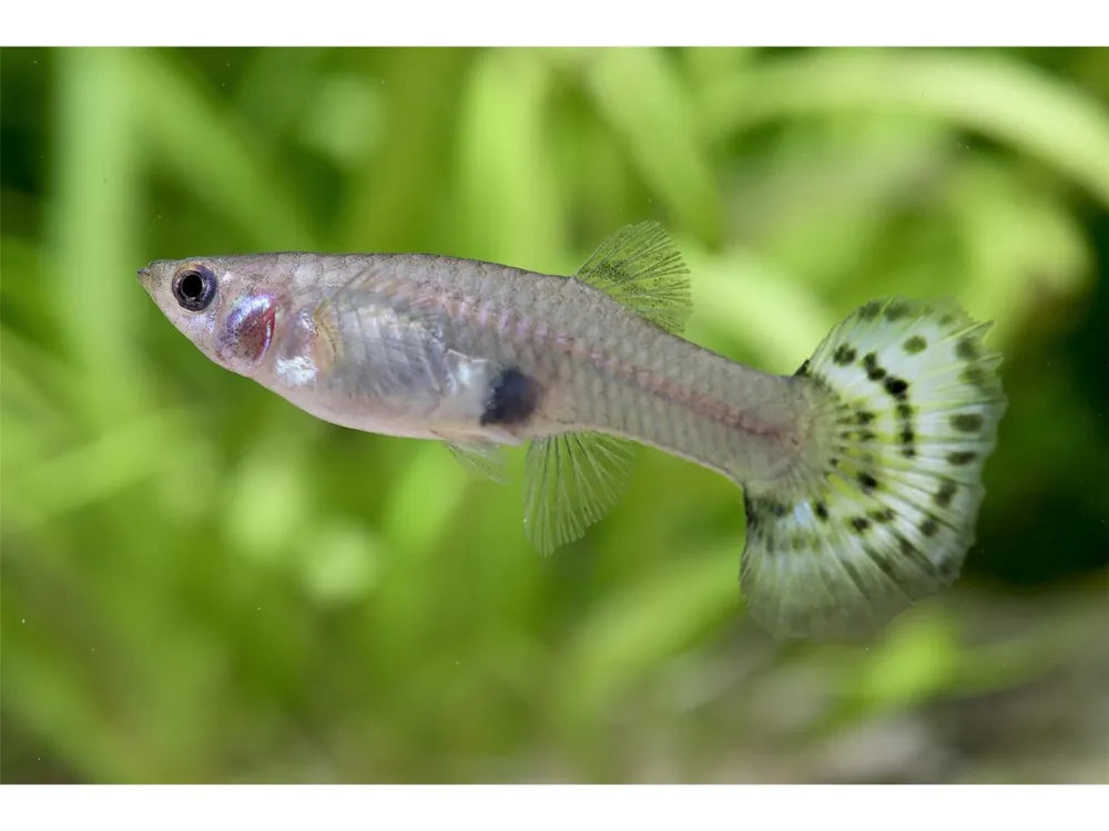 Aktuell Guppy Weibchen Mix - Poecilia reticulata